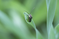 Atalantycha dentigera