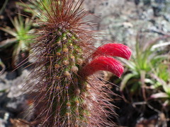 Cleistocactus samaipatanus