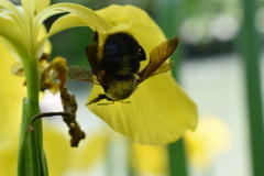 Xylocopa appendiculata circumvolans