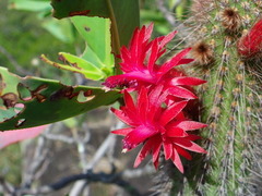 Cleistocactus samaipatanus