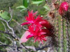 Cleistocactus samaipatanus