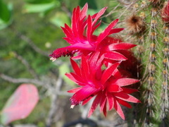 Cleistocactus samaipatanus