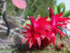 Cleistocactus samaipatanus