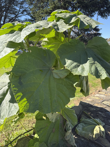 Paulownia observed 2026-10-26