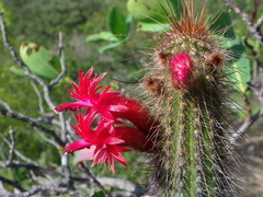 Cleistocactus samaipatanus