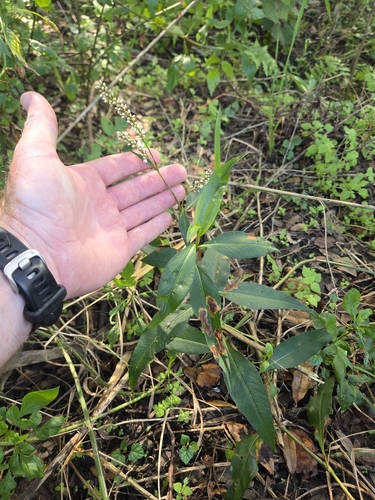 Persicaria glabra observed 2026-10-26