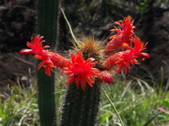 Cleistocactus samaipatanus