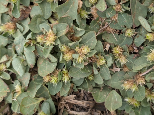 Alternanthera observed 2026-10-26