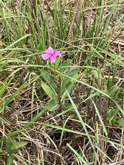 Catharanthus roseus image