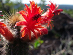 Cleistocactus samaipatanus