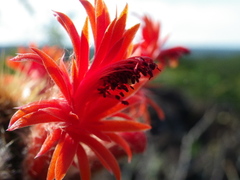 Cleistocactus samaipatanus