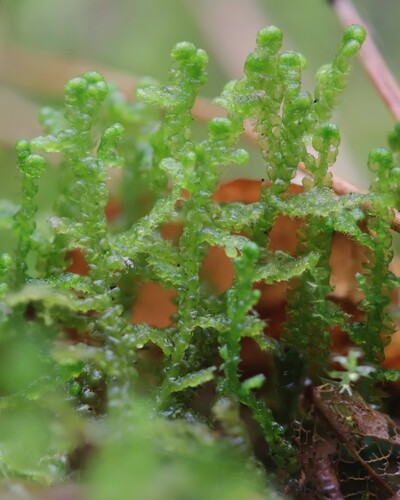Ptilidium ciliare observed 2026-10-24