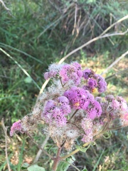 Urolepis hecatantha