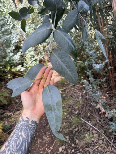 Eucalyptus globulus observed 2026-10-26