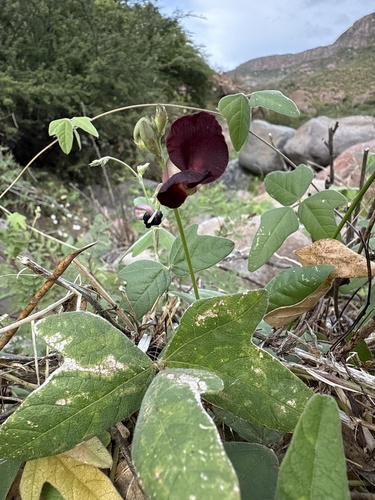 Macroptilium atropurpureum observed 2026-10-25
