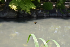 Xylocopa appendiculata circumvolans