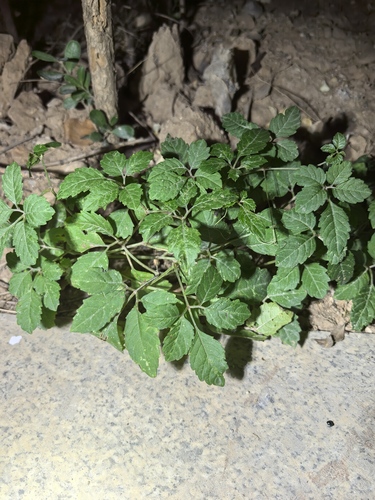 Causonis japonica observed 2026-10-26