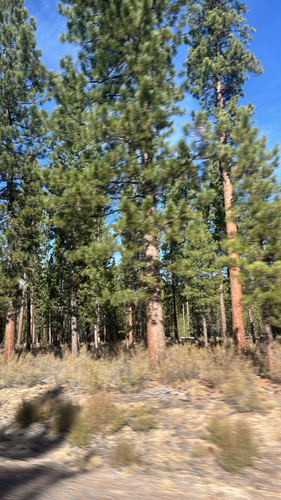 Pinus ponderosa, 2026-10-24