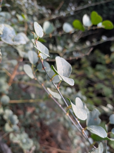 Capparis observed 2026-10-26