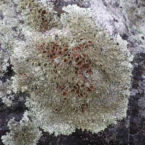 Xanthoparmelia conspersa observed 2026-10-24