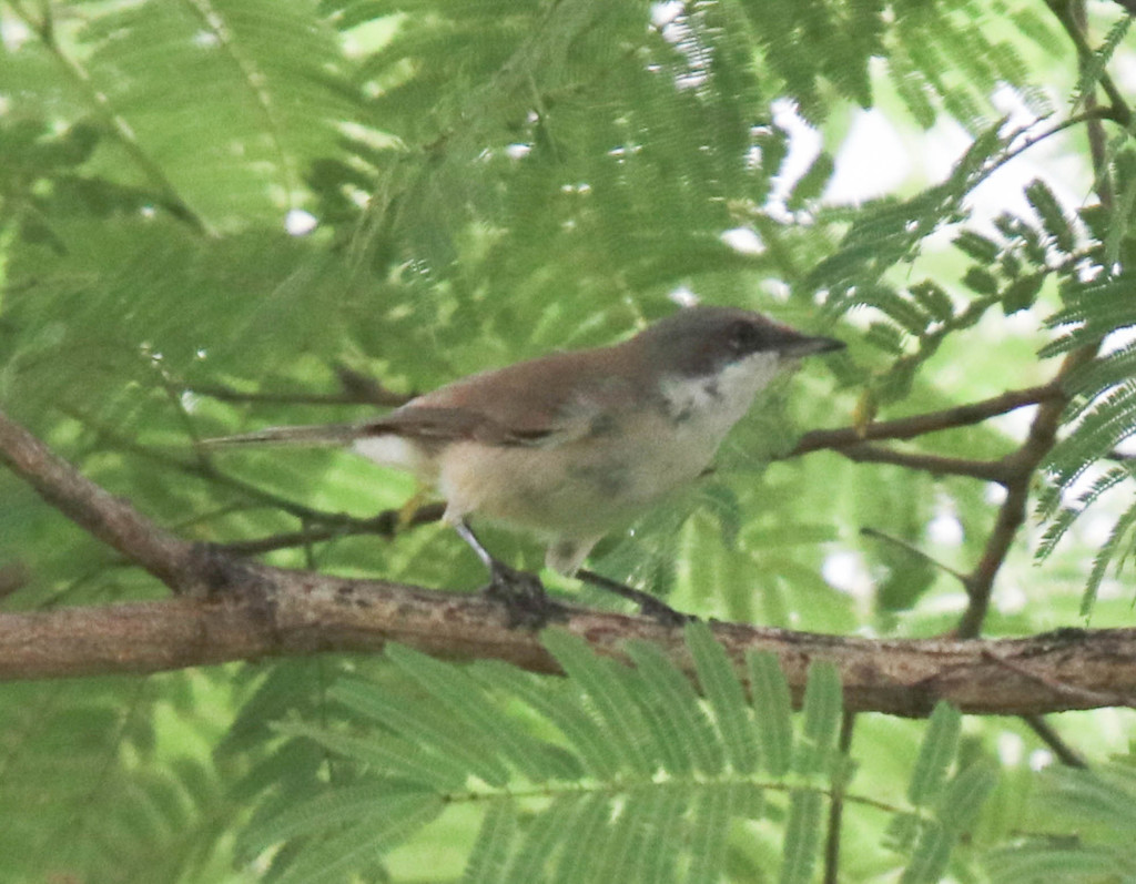 Lesser Whitethroat