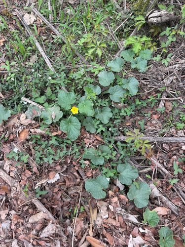 Cucumis melo observed 2026-10-25