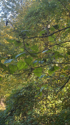 Paulownia observed 2026-10-26