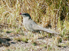 Sirkeer Malkoha photo 4