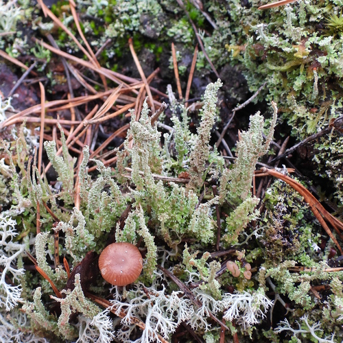 Cladonia squamosa observed 2026-10-24