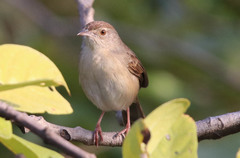Prinia buchanani