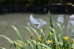 Xylocopa appendiculata circumvolans