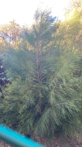 Casuarina cunninghamiana observed 2026-10-26