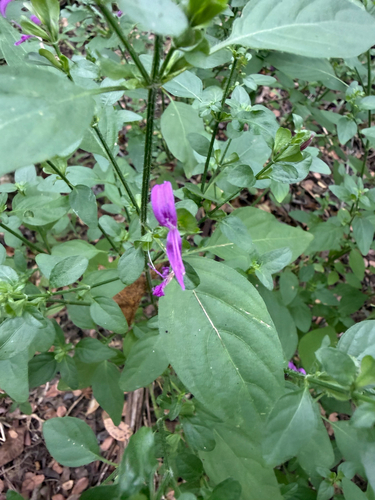 Dicliptera observed 2026-10-25