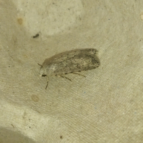 Avicula observed 2026-10-26