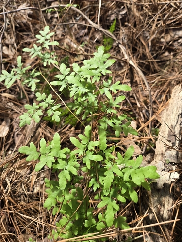 Lygodium japonicum observed 2026-10-26