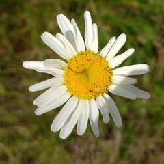 Leucanthemum vulgare