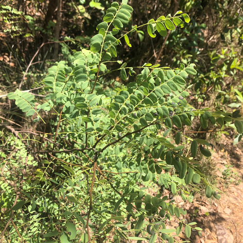 Dalbergia observed 2026-10-26