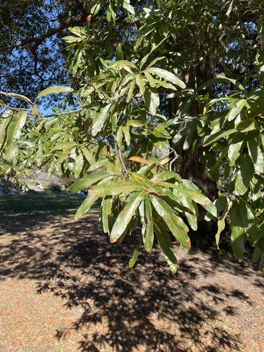 Quercus phellos observed 2026-10-26