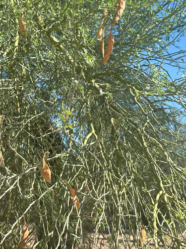 Parkinsonia florida observed 2026-10-25