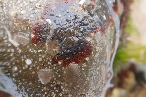 Watersipora observed 2026-10-26