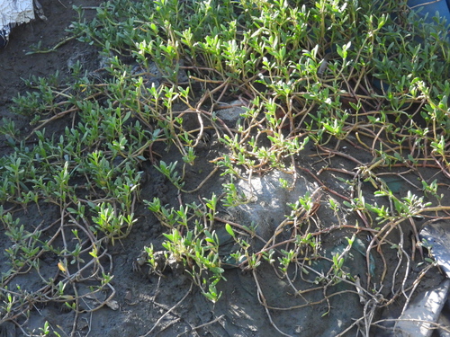 Sesuvium portulacastrum observed 2026-10-26