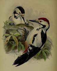 Sind Woodpecker photo 2