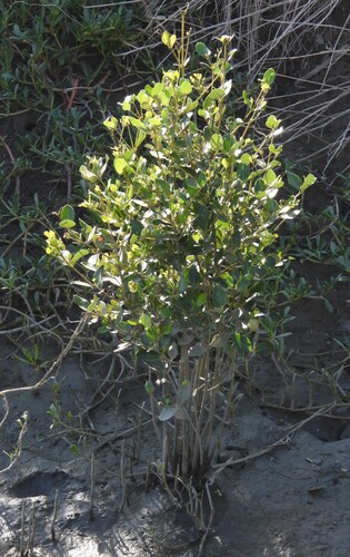 Avicennia marina observed 2026-10-26