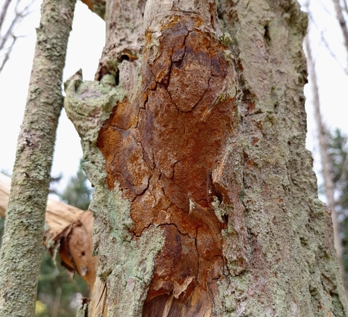 Fomitiporia punctata observed 2026-10-25