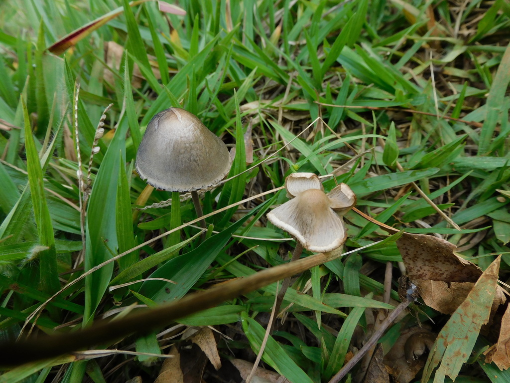 Panaeolus papilionaceus · May 2020 · photo: © alvarojrg (iNaturalist, cc-by)