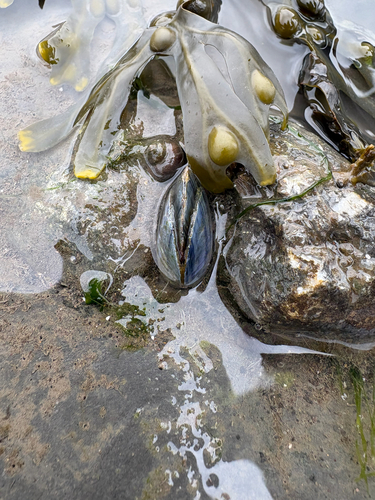 Mytilus edulis observed 2026-10-26