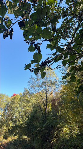 Paulownia observed 2026-10-26