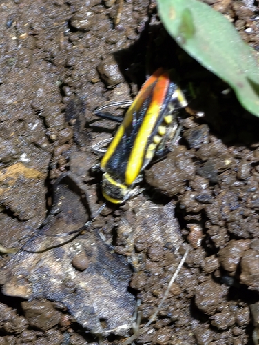 Chauliognathus observed 2026-10-26