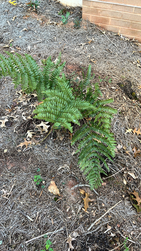 Dryopteris erythrosora observed 2026-10-26