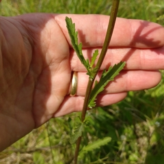 Leucanthemum vulgare